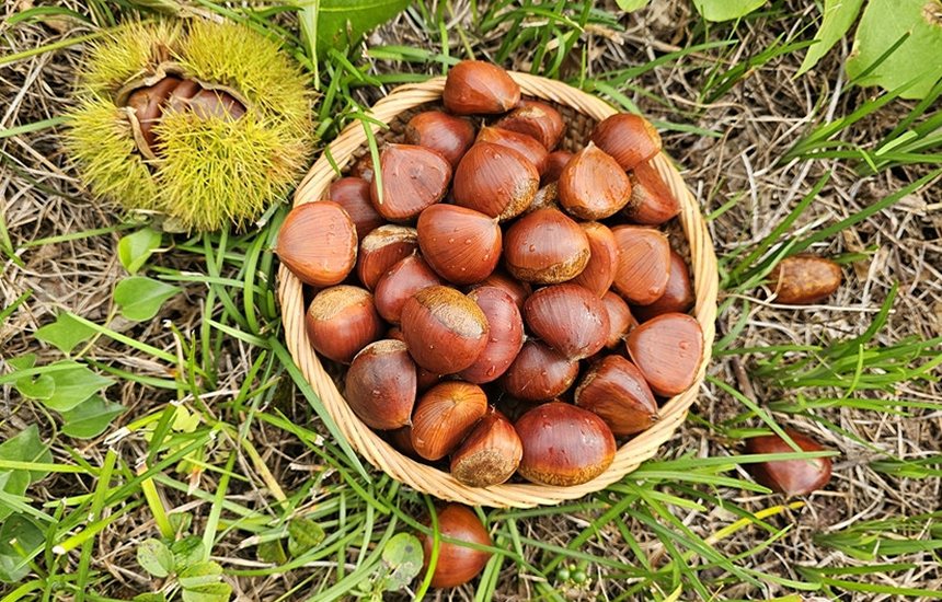 부여 유기농 깐밤 1kg 250g 4ea 생율밤 알밤